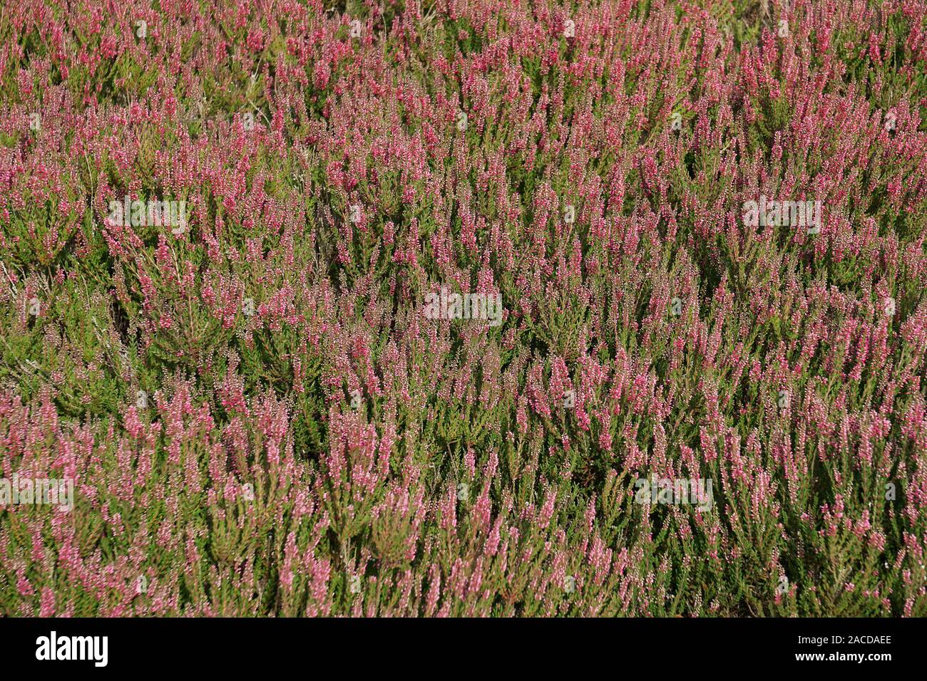 field of heather heathland nature background - Luneburg Heath in Germany Stock Photo
