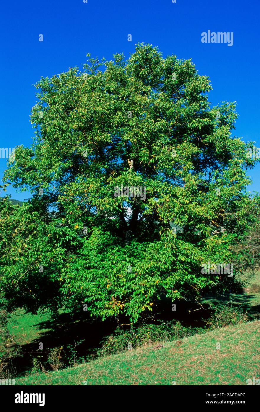 Walnut tree (Juglans regia). The Walnut tree has a long history of