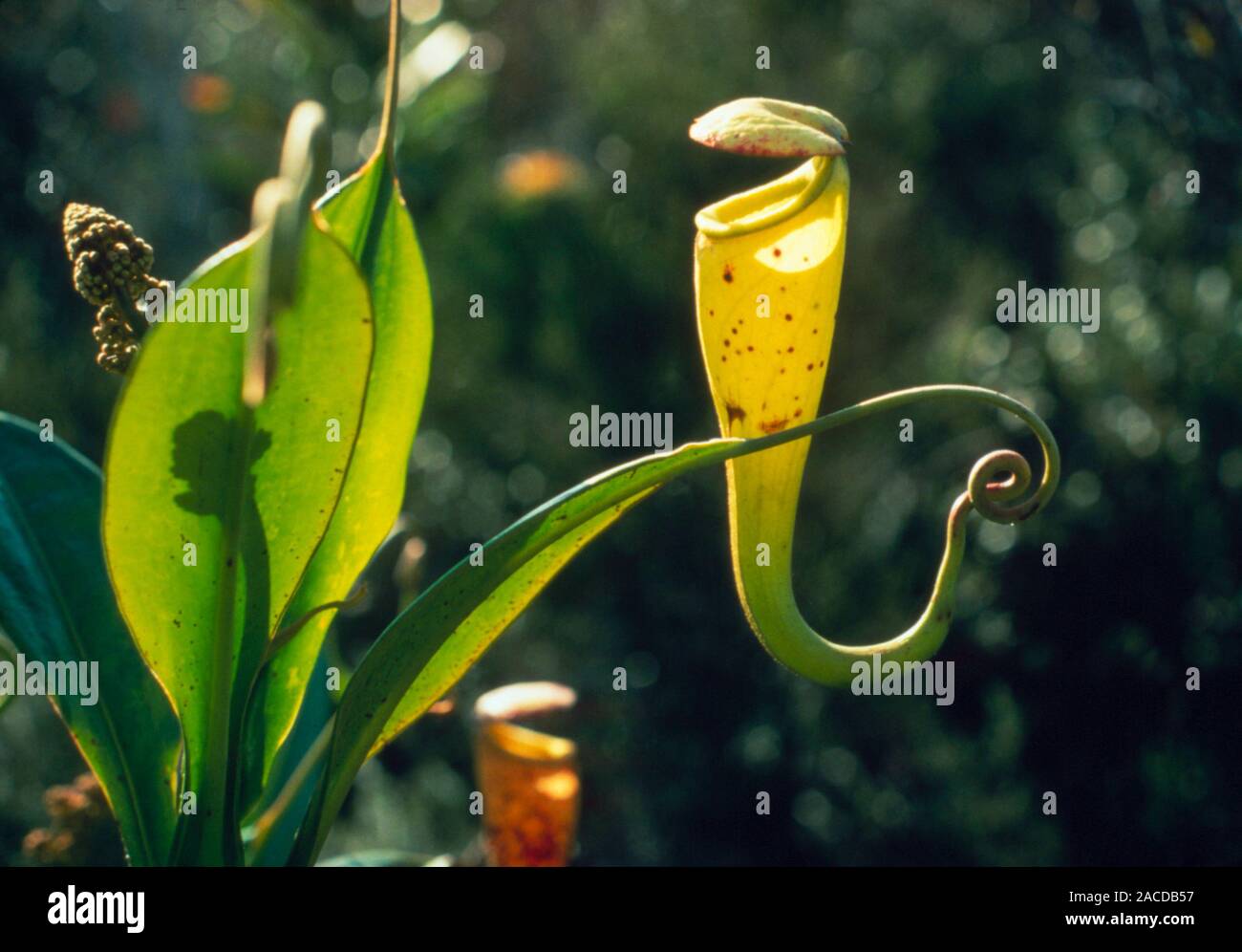 Pitcher Insect The urnlike insect trap of the carnivorous pitcher plant, Nepenthes ...