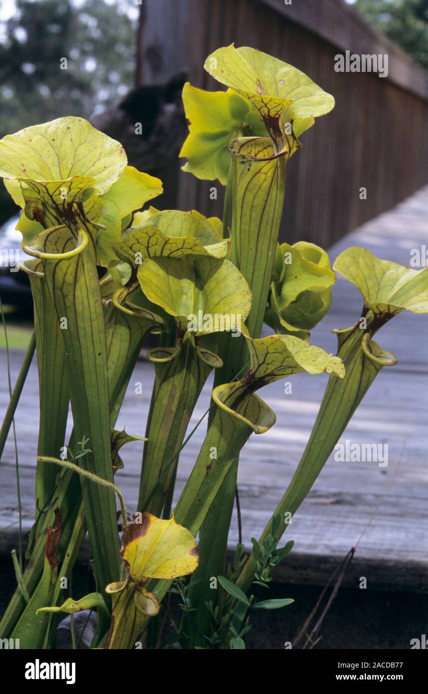 Yellow pitcher plants (Sarracenia flava). These vaseshaped carnivorous