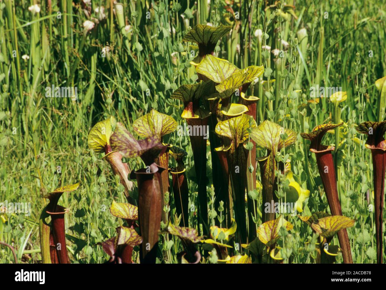 Common pitcher plants (Sarracenia purpurea). These vaseshaped
