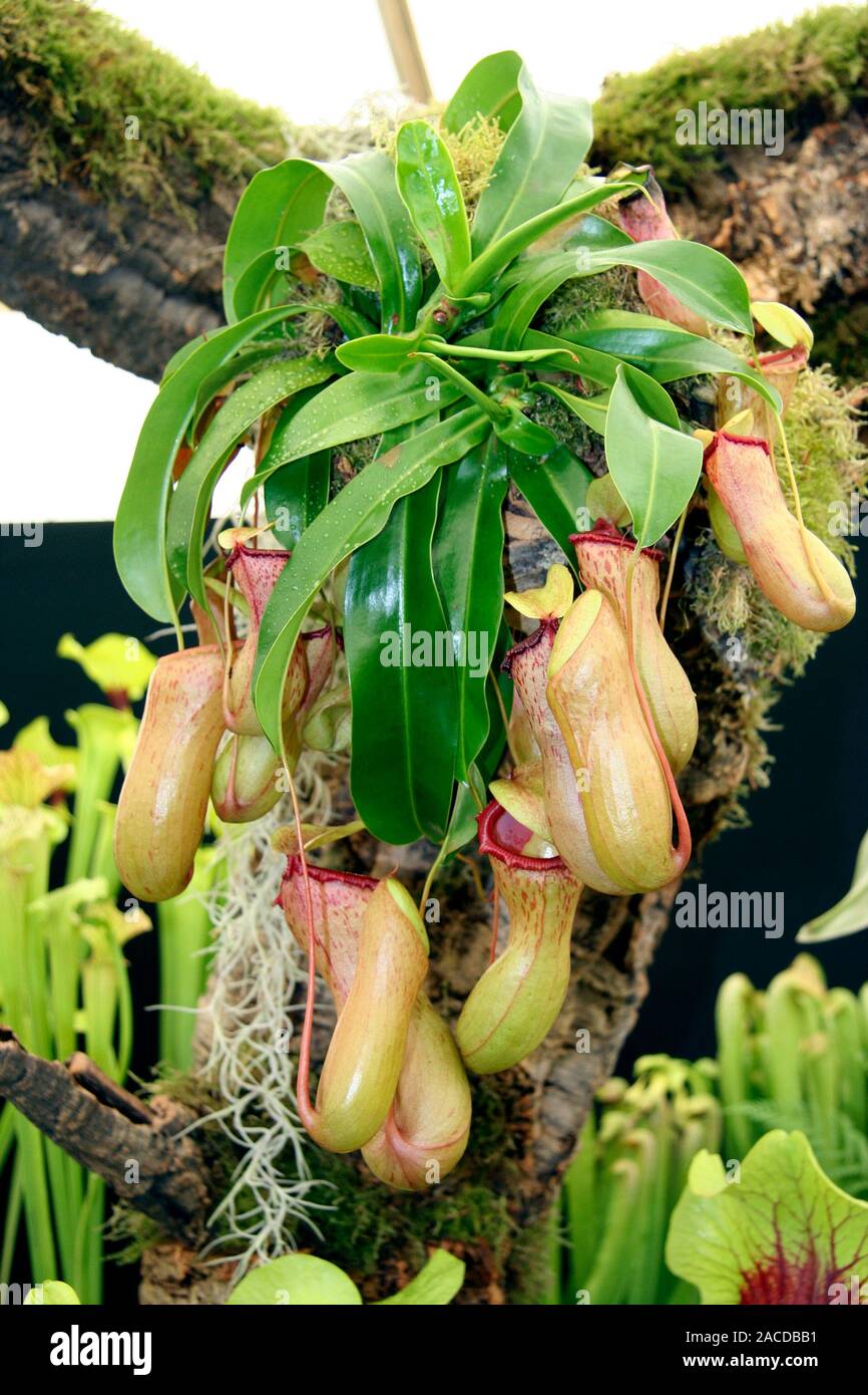 Pitcher plant (Nepenthes sp.) on a tree Stock Photo - Alamy