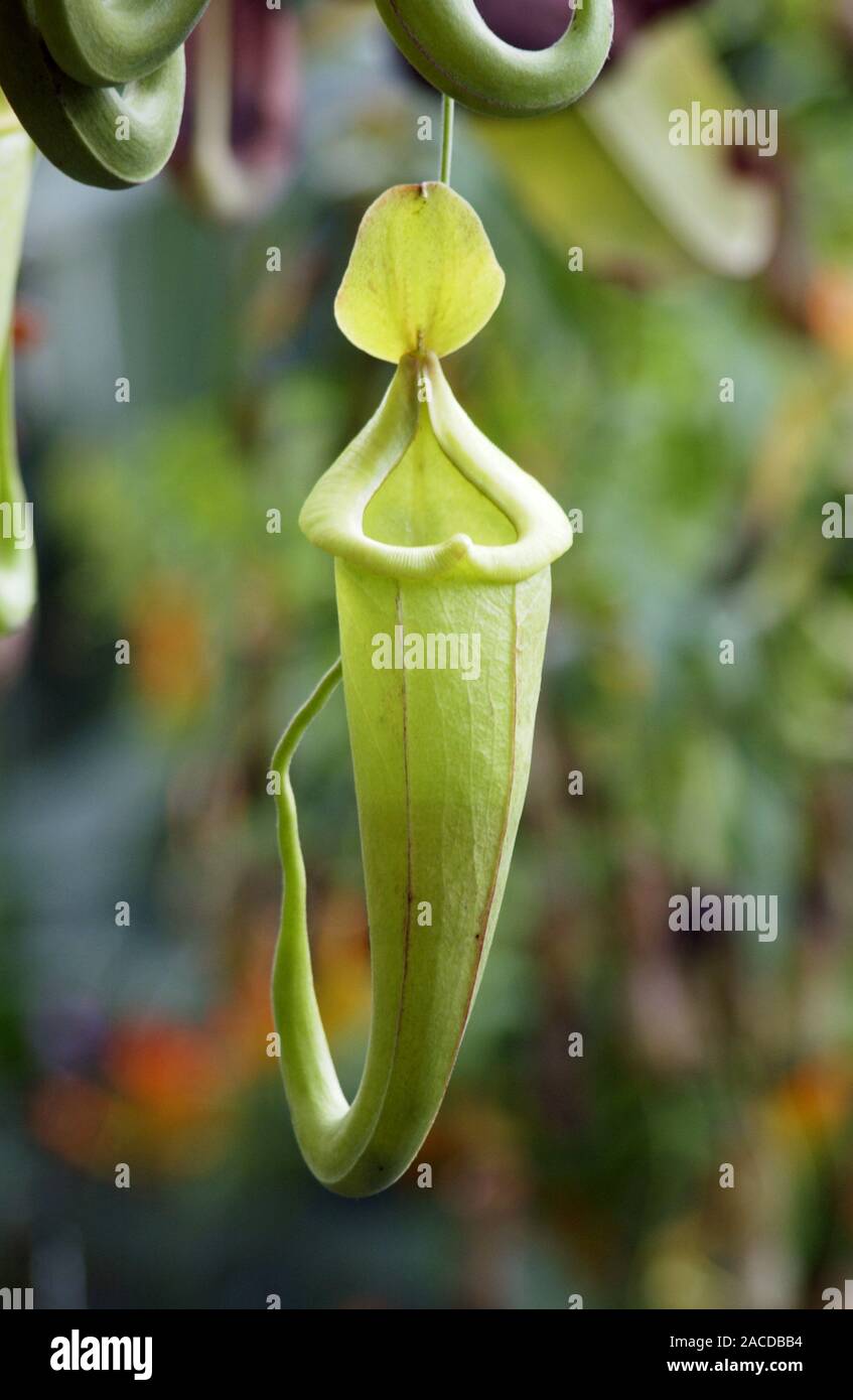 Flycatcher carnivorous plant. Carnivorous plants use scent, nectar and