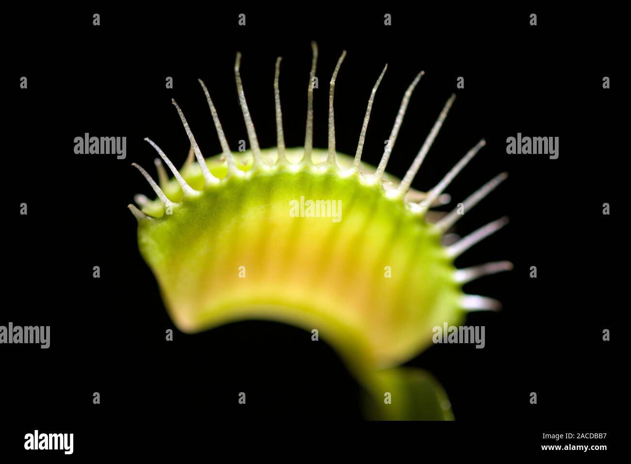 Venus flytrap (Dionaea muscipula). Venus flytraps are carnivorous