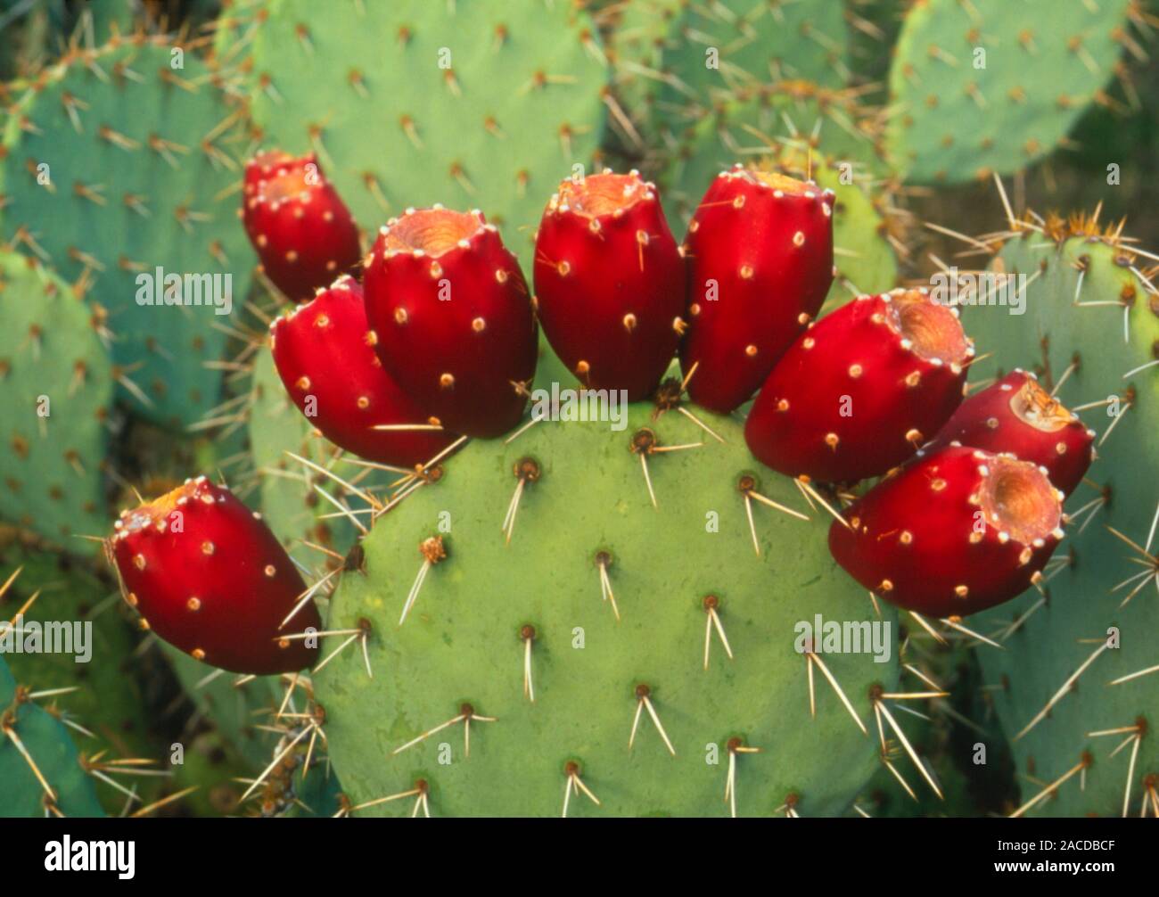 Prickly Pear cactus. Red, ripe fruit growing on a Prickly Pear cactus,  Opuntia sp. . The warty, pear-shaped fruits of some species can be used as  food Stock Photo - Alamy