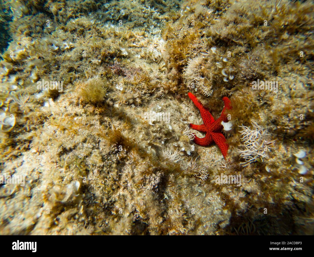Red starfish hidden in the rocks of mediterranean sea, Catalonia, Spain Stock Photo