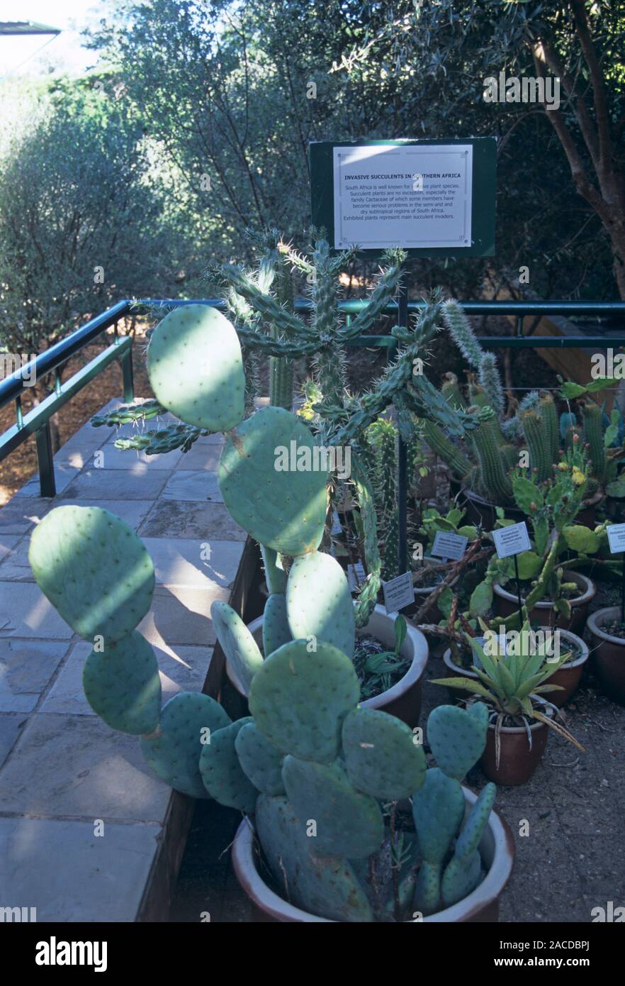 Invasive plants. South Africa is well known for its invasive plant