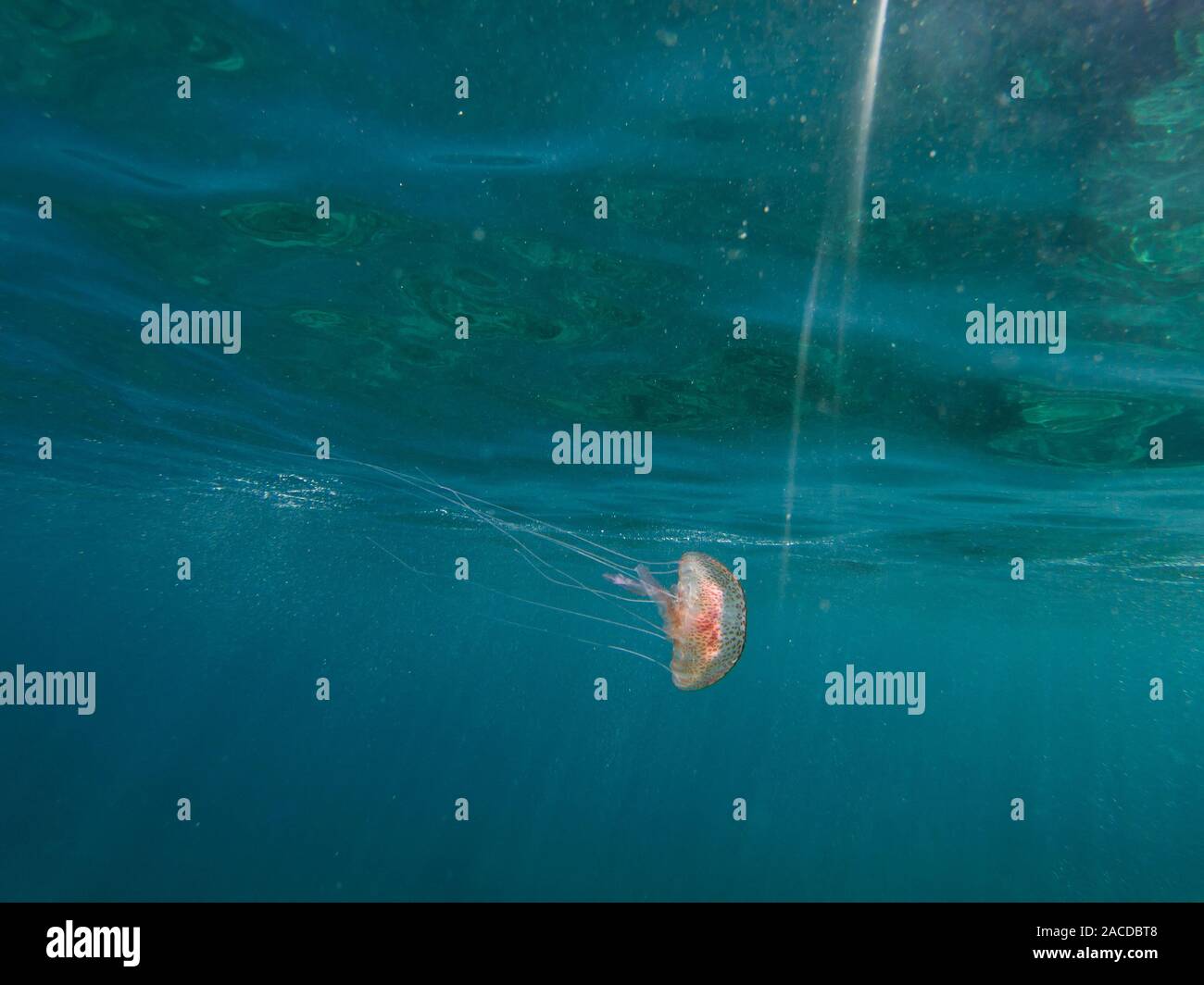 Pelagia noctiluca, baby pink jellyfish,mauve stinger, swimming in the mediterranean sea, Catalonia, Spain Stock Photo