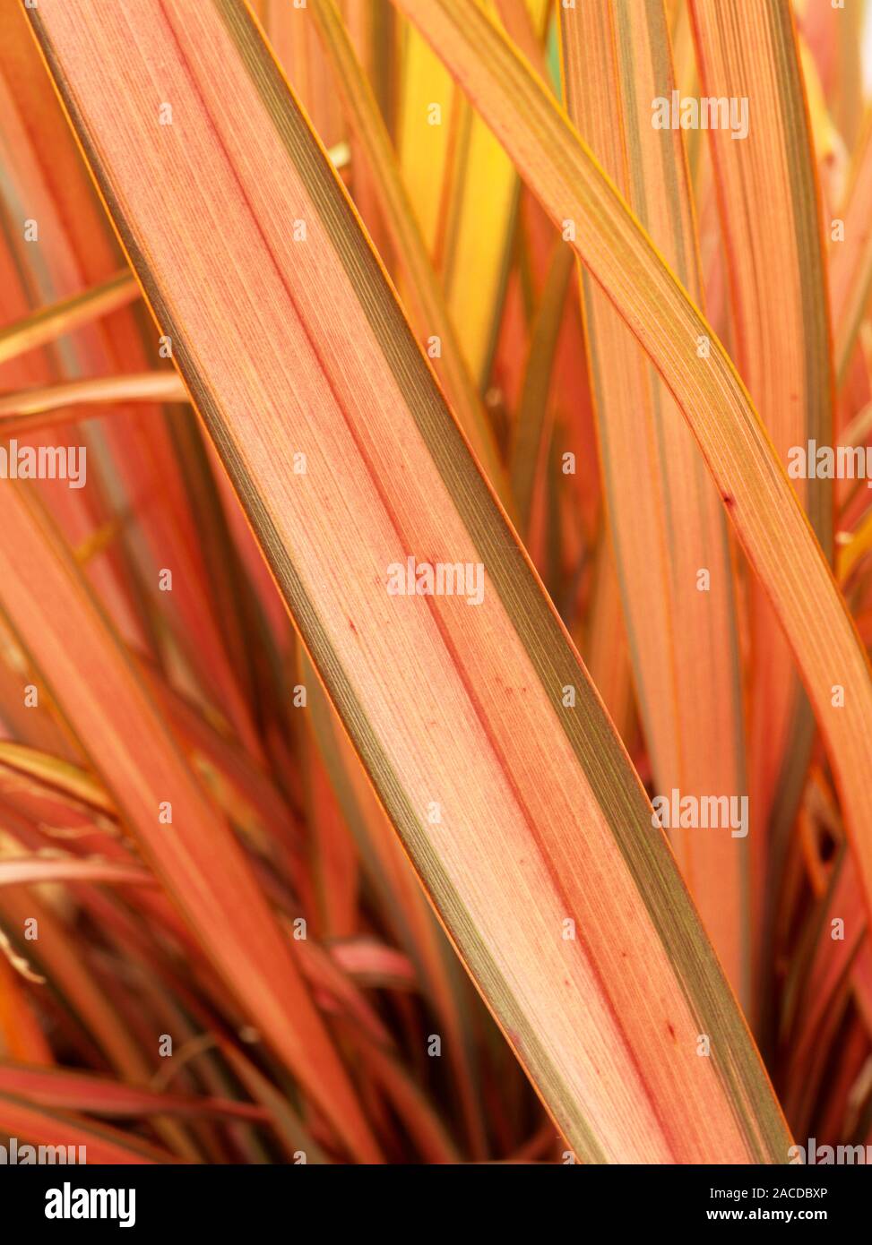 New Zealand flax (Phormium 'Flamingo') leaves Stock Photo Alamy