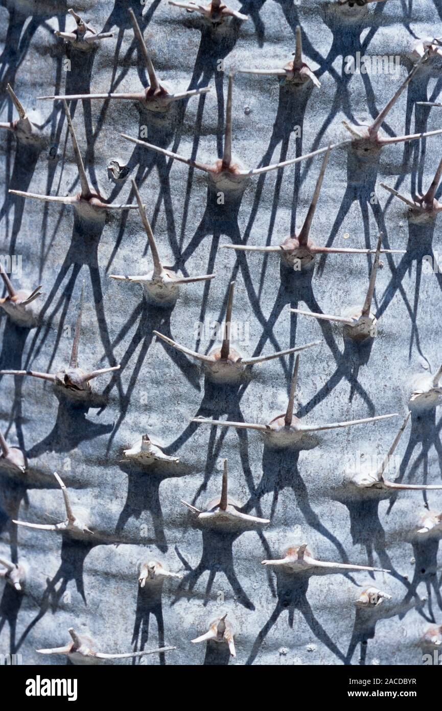 Thorns on the trunk of a Didieriaceae family tree. Photographed in the ...