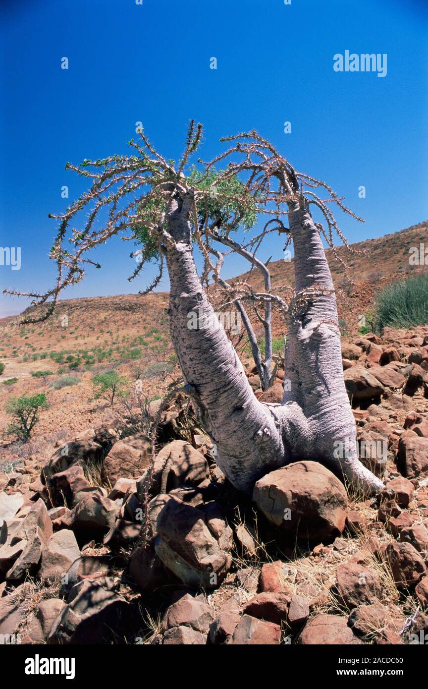 Bottle tree (Pachypodium sp.). These arid adapted plants store water in