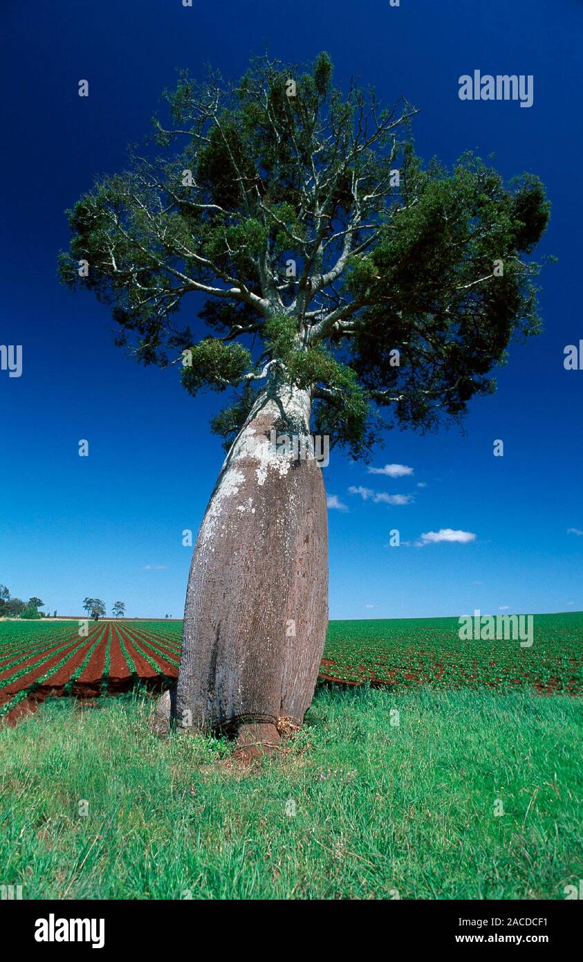 Bottle tree (Brachychiton sp.). This aridadapted plant stores water in