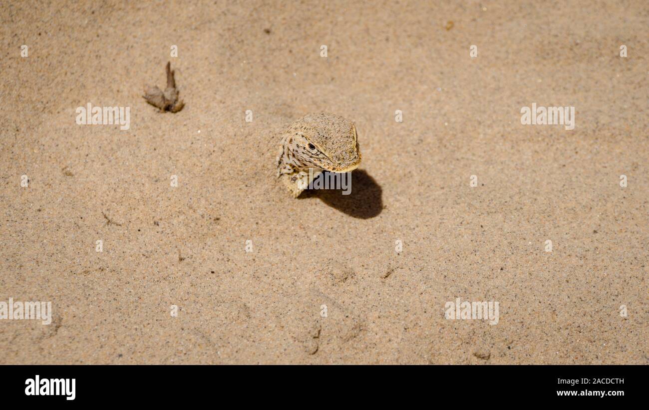 Mojave fringe-toed lizard hiding in the sand in the Mojave desert, USA Stock Photo