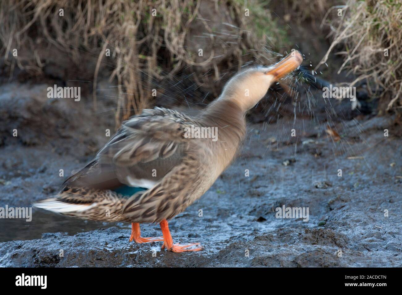 Mallard, Anas platyrhynchos, single adult female shaking water off feathers.  Taken January.  Cley, Norfolk, UK. Stock Photo