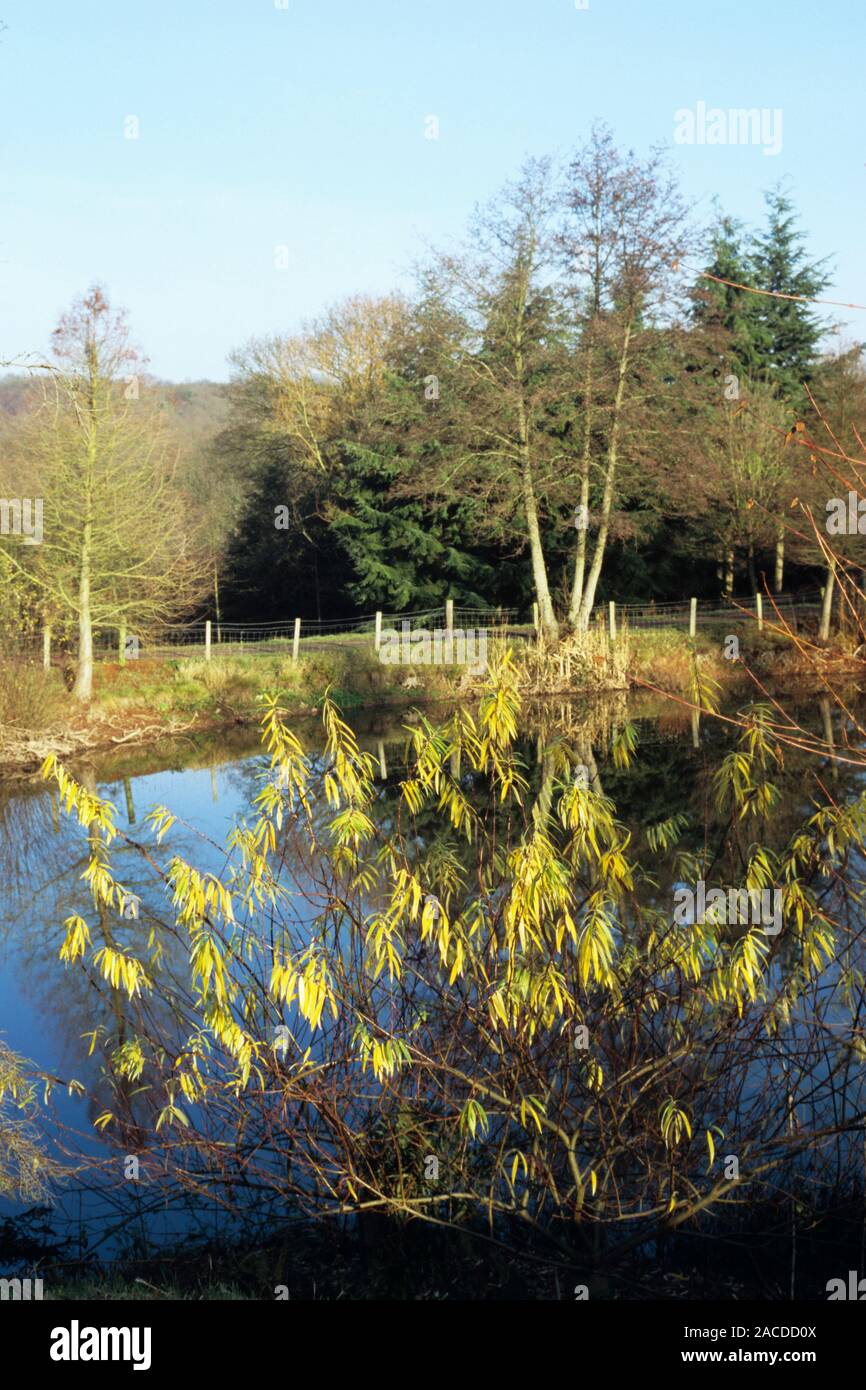 Bodenham Arboretum. A lake and trees in the grounds of Bodenham Arboretum, near Kidderminster, Worcestershire, UK. Stock Photo
