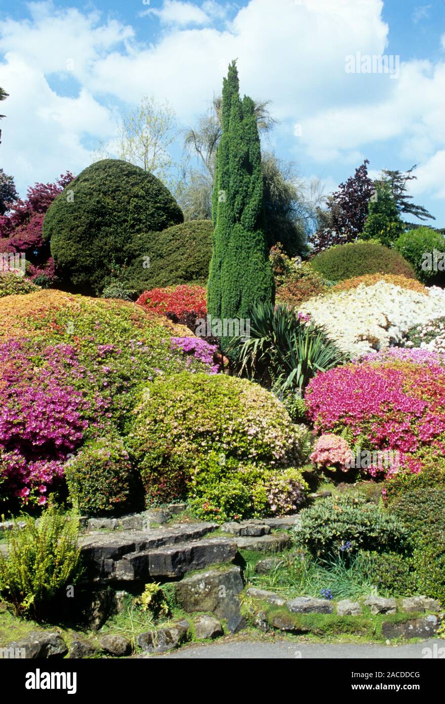 Rhododendrons, Azalea and Conifers in rock garden at Leonardslee ...