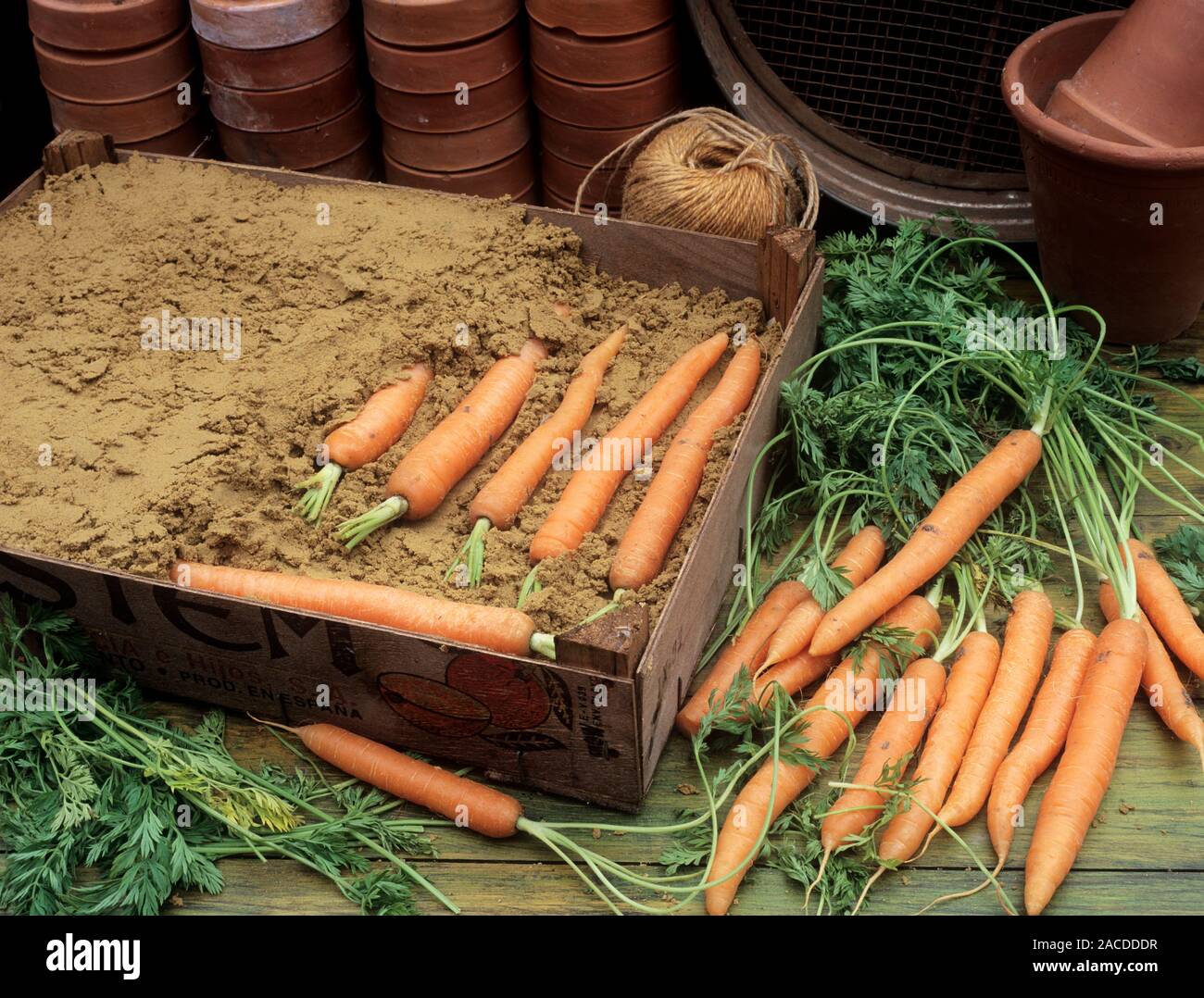 Как хранить морковь в квартире. Хранение моркови. Хранение урожая. Хранение корнеплодов. Морковь в погребе.