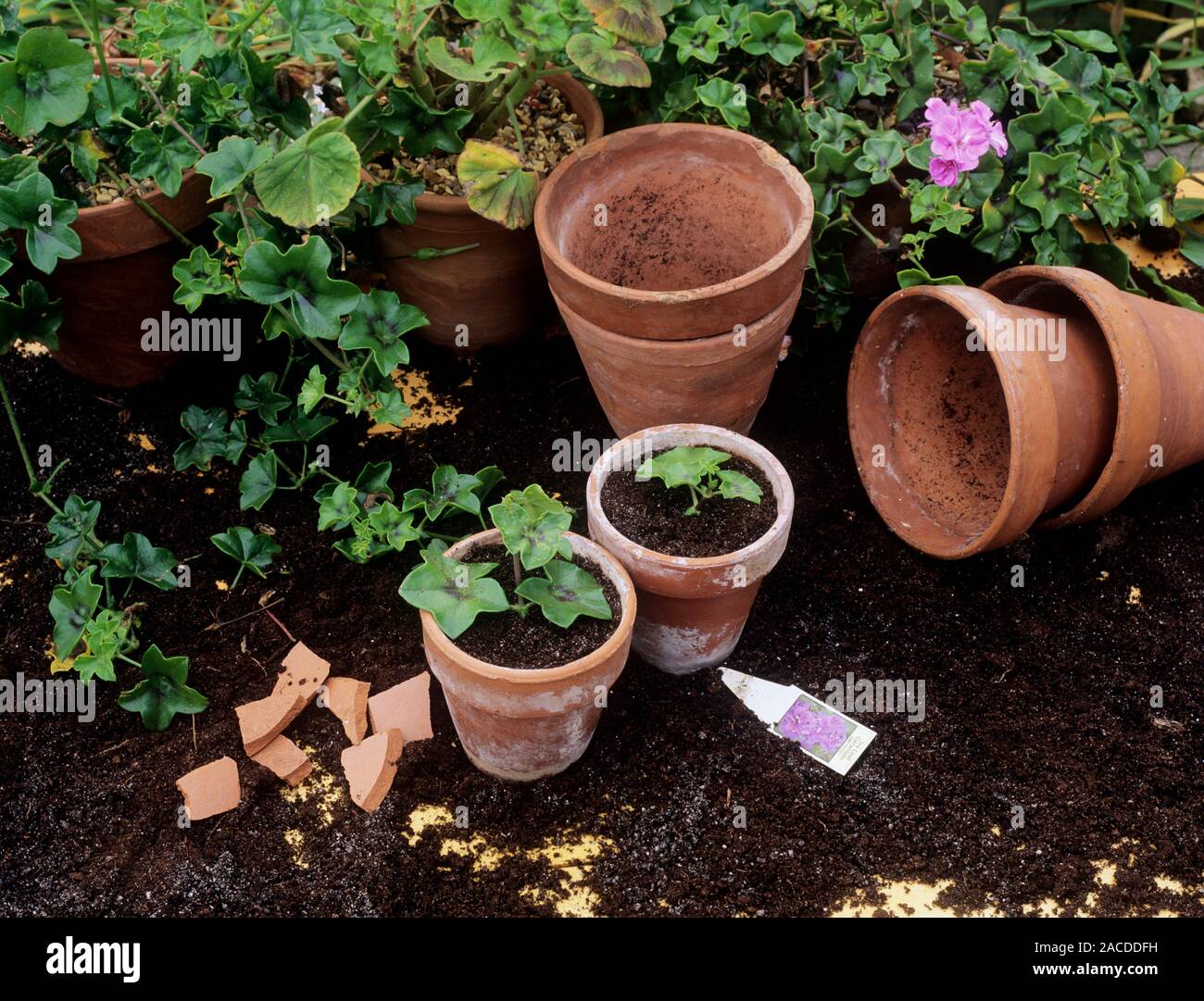 Pelargonium propagation. Geranium cuttings (Pelargonium sp.) freshly