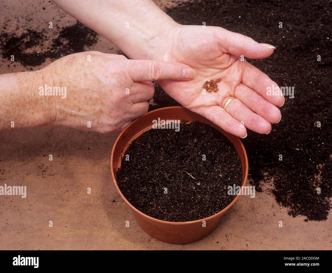 Sowing iris seeds. Gardener sowing iris seeds (Iris sp.) into firmed
