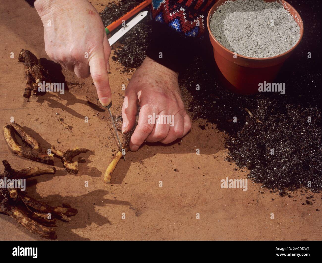 Dicentra propagation. Image 1 of 5. Gardener making an angled cut at