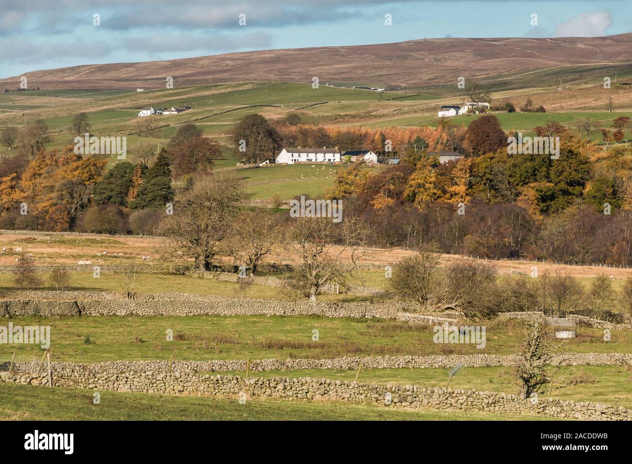 A typical Upper Teesdale landscape looking North West across the valley to East Friar House Farm from Holwick Stock Photo