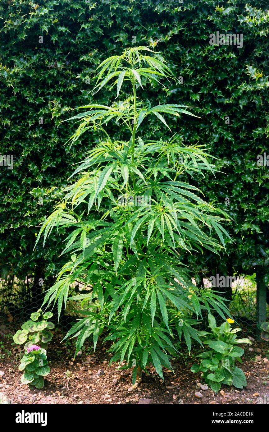 The hemp plant Cannabis sativa, a native of central Asia. The plant  provides three products; fibre from the stems, oil from the seeds &  narcotics from Stock Photo - Alamy