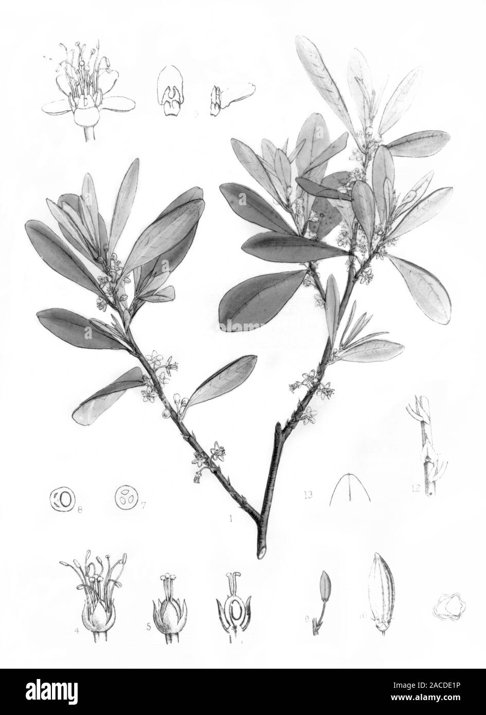Illustration of Coca Plant (Erythroxylon coca), after an engraving by