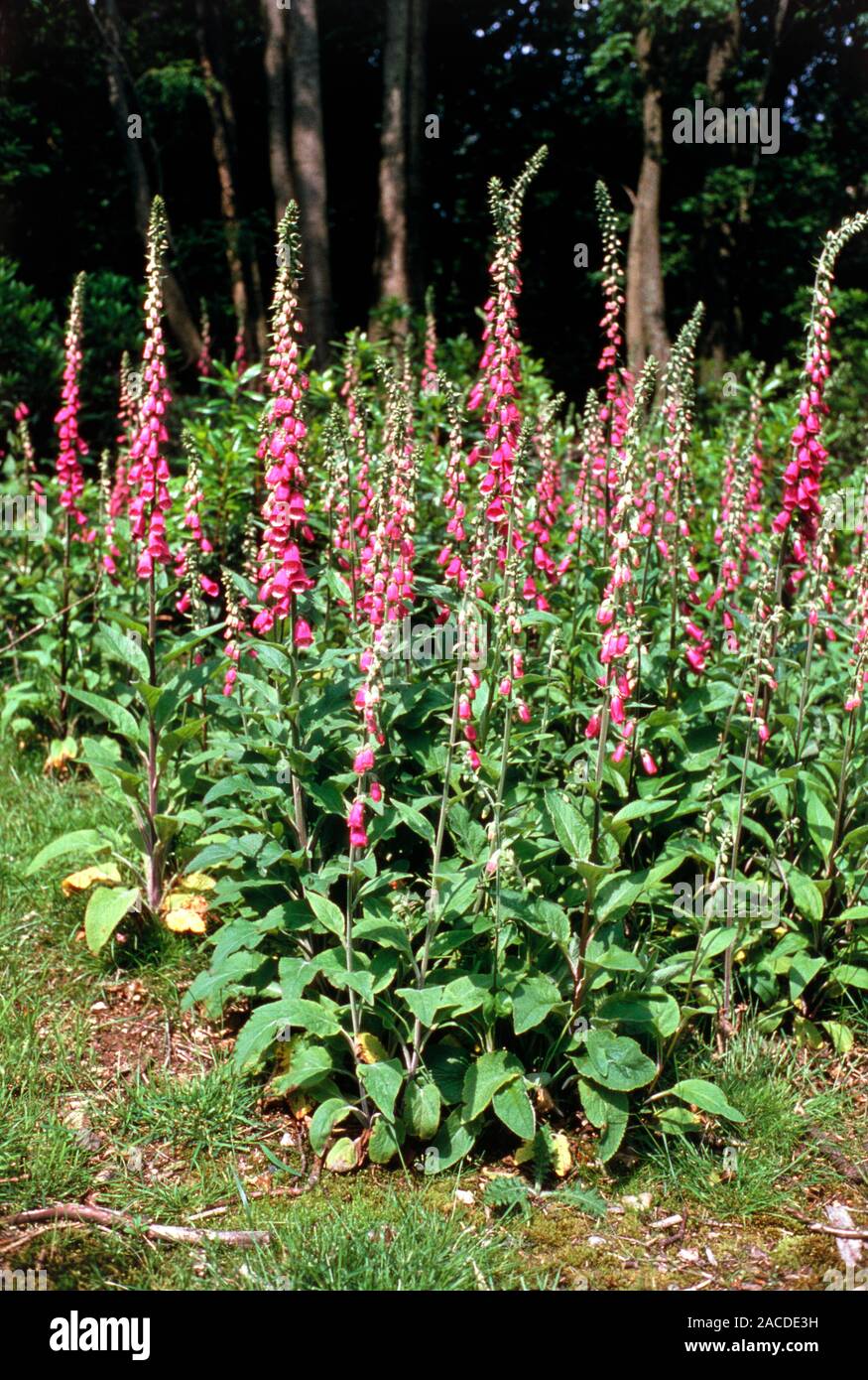 Foxglove. Flowers of the foxglove plant Digitalis purpurea, growing in ...