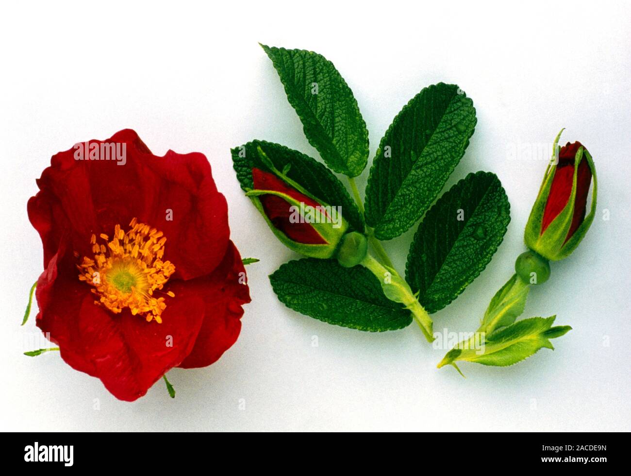 Dog rose. Flower, buds and leaves of a dog rose (Rosa canina), a plant