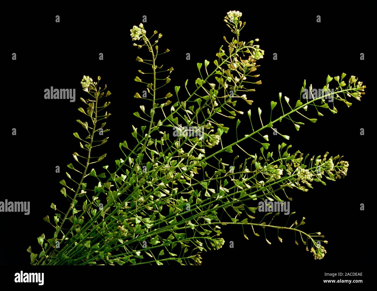 Shepherd's purse, Capsella bursapastoris, flowering. This medicinal