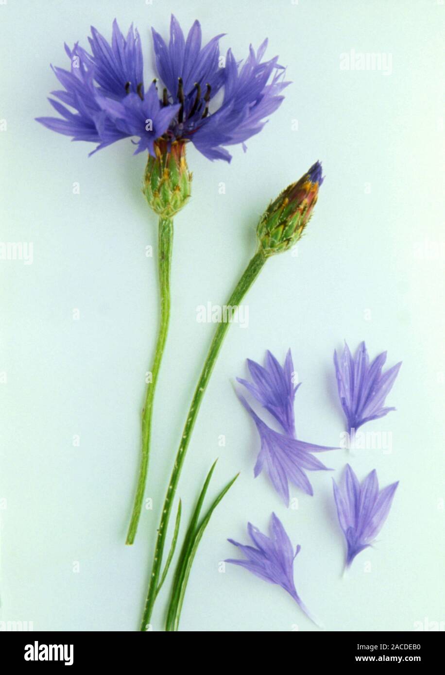 Cornflower (Centaurea cyanus). The flowers of this plant are used in