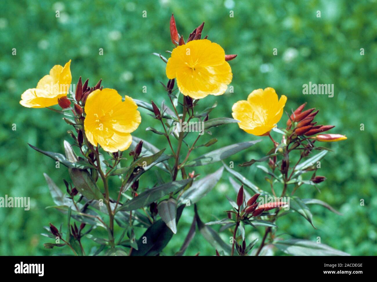 Evening primrose plant (Oenothera biennis) in flower. The bark and