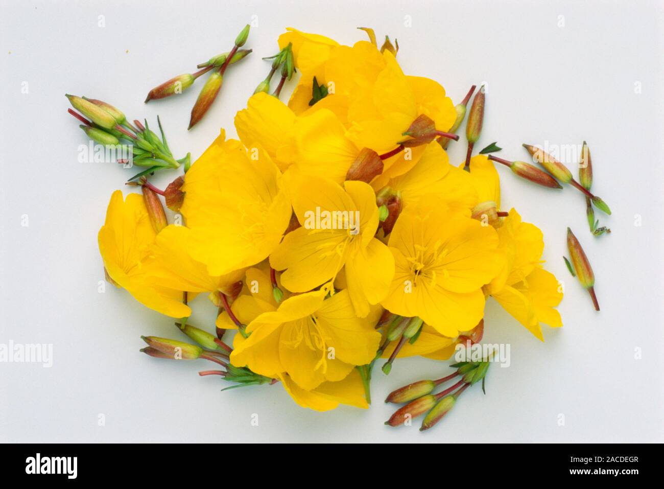 Evening primrose flowers (Oenothera biennis). The bark and leaves of