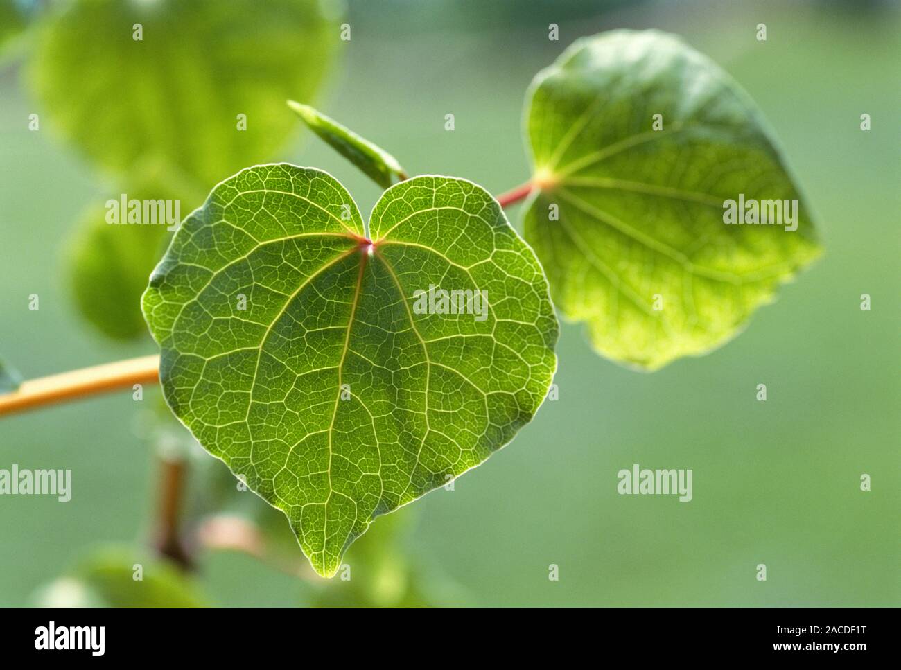 Kava kava leaves. The kava kava plant (Piper methysticum) is also known