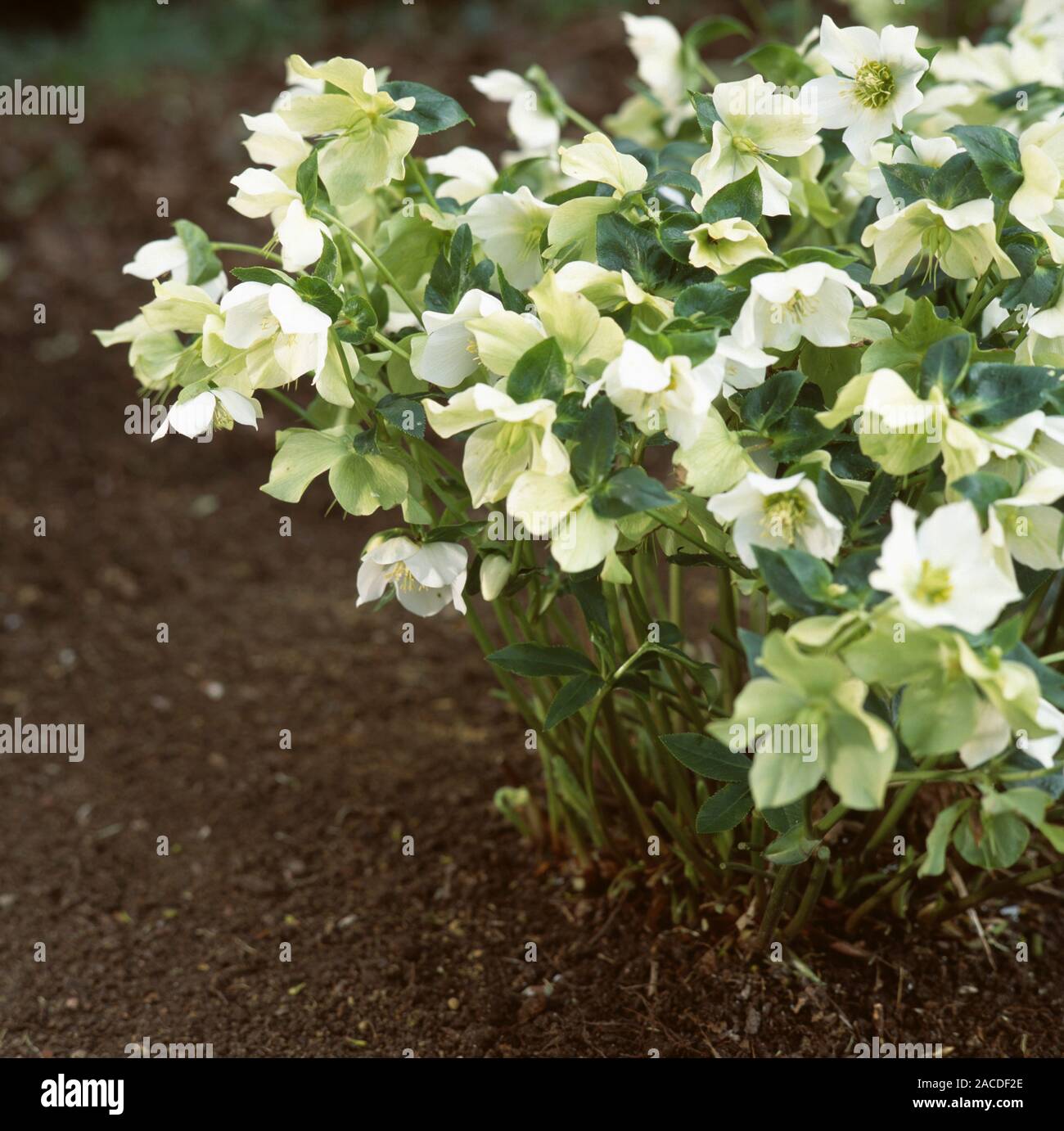 Hellebore flowers (Helleborus sp.). This plant is poisonous, but