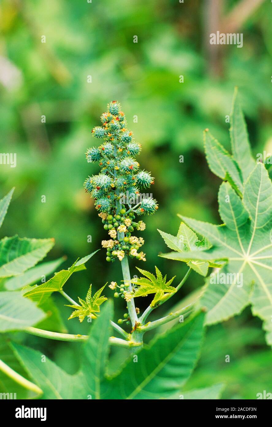 Castor oil plant (Ricinus communis). Each spiny seedpod of this plant ...