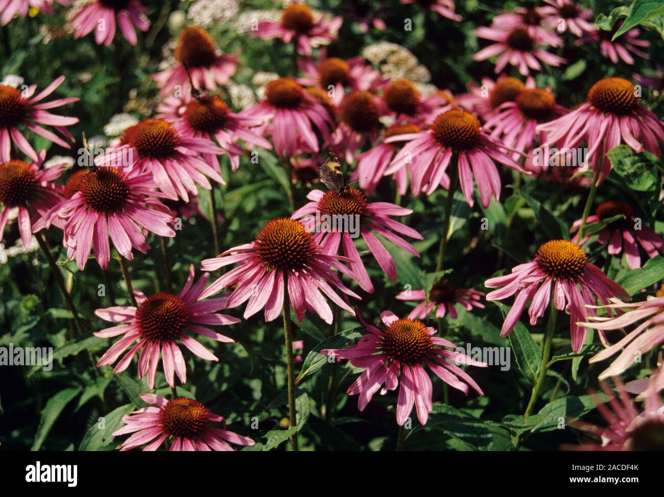 Purple coneflowers (Echinacea purpurea). Parts of this plant are used