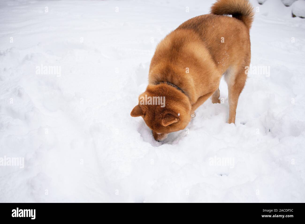 shiba inu day
