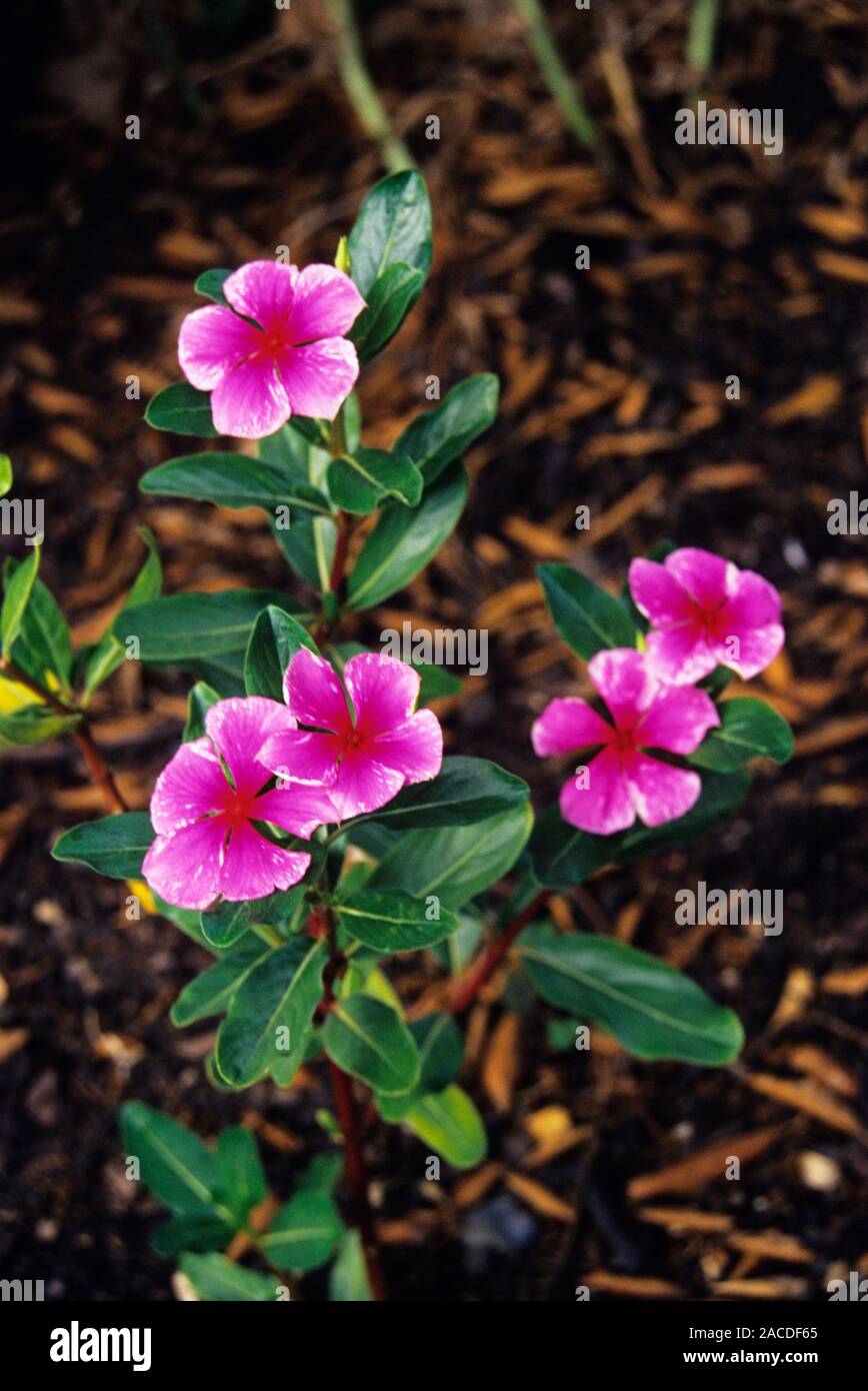 Madagascar periwinkle (Catharanthus roseus) flowers. This plant is the
