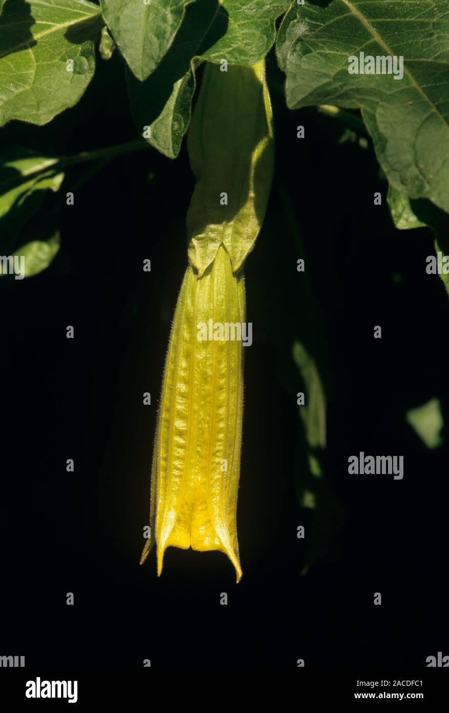 Red angel's trumpet (Brugmansia sanguinea 'Inca Princess'). This plant contains the substance