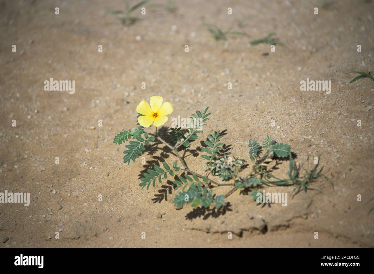Devil's thorn flower (Tribulus terrestris). Extracts from this plant are used to treat headaches