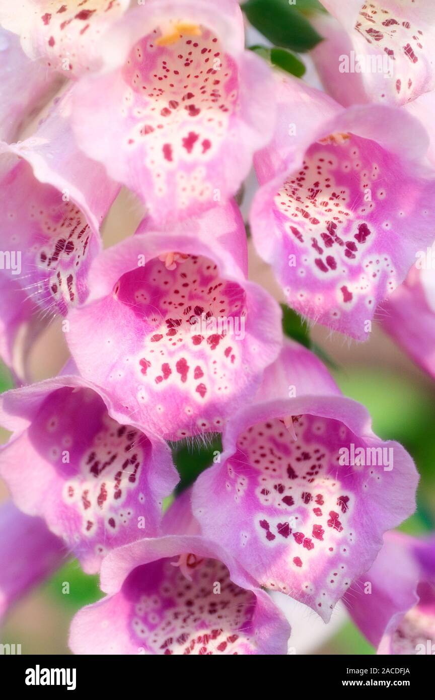 Foxglove (Digitalis purpurea 'Giant Shirley') flowers. The foxglove