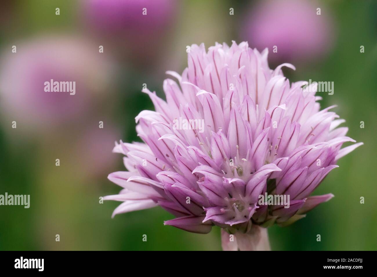 Chive flowerhead. Chives (Allium schoenoprasum) flower from spring to