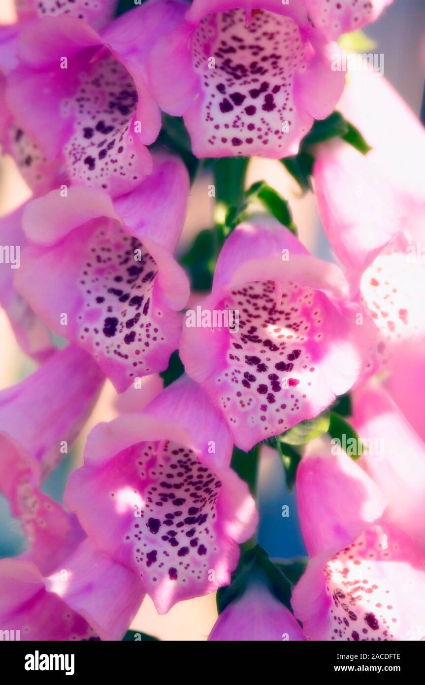 Foxglove (Digitalis purpurea 'Giant Shirley') flowers. The foxglove