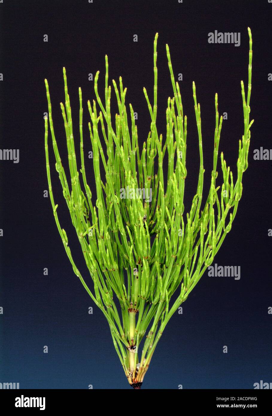 Field horsetail (Equisetum arvense Stock Photo Alamy