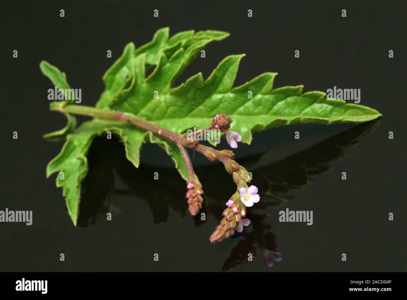 Vervain (Verbena officinalis) flower spike and leaf. This plant is used ...
