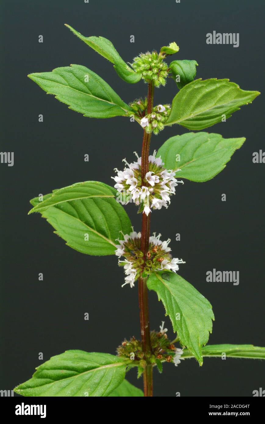 Peppermint (Mentha piperita). This herb is used in herbal medicine to