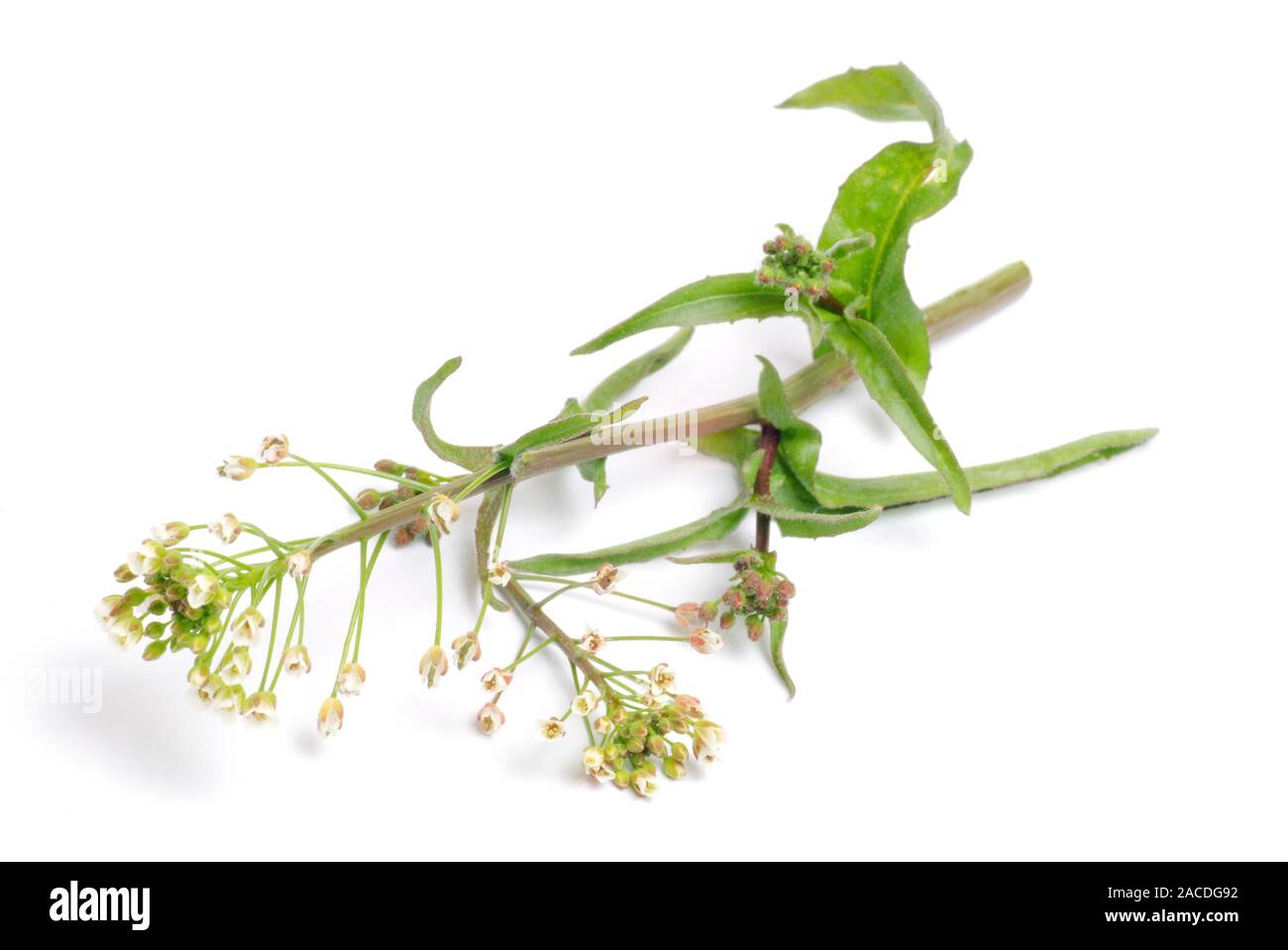 Shepherd's purse (Capsella bursapastoris) stems and flowers. This