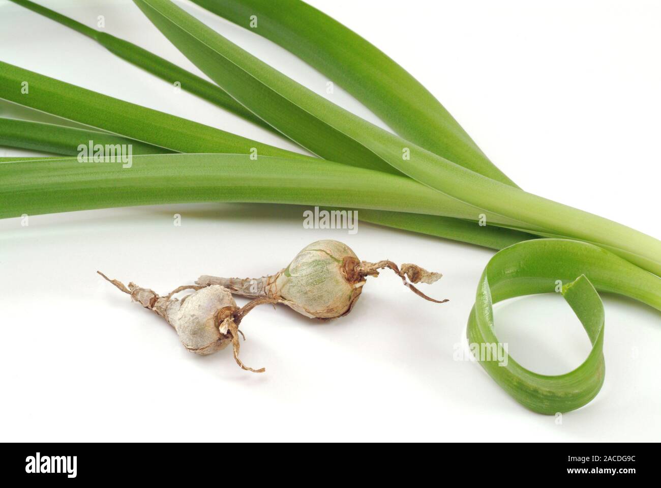 Sea squill (Urginea maritima) bulbs and leaves. This plant has long ...