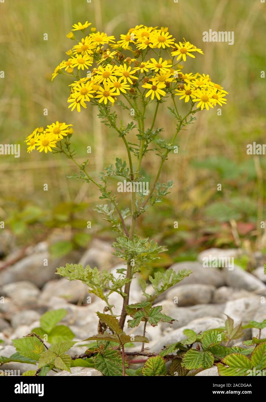 Ragwort flowers (Senecio jacobaea). This widespread and common weed is ...